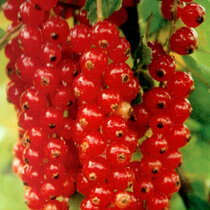 Ríbezľa kríčková Jomkheer červená, v črepníku Ribes