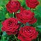 Ruža veľkokvetá červená Mr. Lincoln, v črepníku 2l Rosa Mister Lincoln