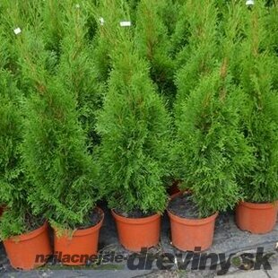 AKCIA ! Balík 10 ks Tuja západná Smaragd 20/30 cm, v črepníku P9, Thuja occidentalis Smaragd