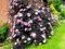 AKCIA ! Baza čierna Black Beauty 20/40 cm v črepníku Sambucus nigra