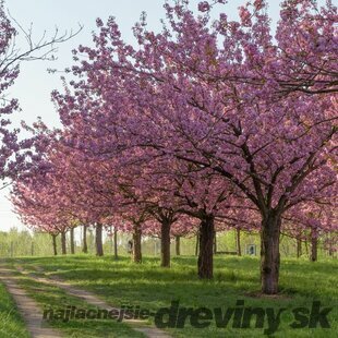 AKCIA ! Čerešňa pílkata Fukubana ( sakura), výška 60/80 cm, v črepniku 5l Prunus subhirtella Fukubana