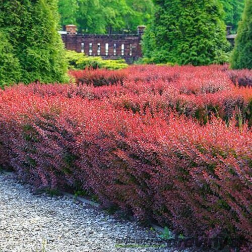 AKCIA ! Dráč Thunbergov Atropurpureum, výška 20/40 cm , v črepniku 2l Berberis thunbergii Atropurpurea