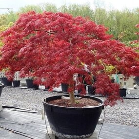 AKCIA! Javor japonský Atropurpureum 40/60 cm, v črepníku Acer Palmatum Atropurpurea