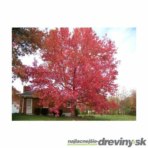 Ambrovník styraxový 220/250 cm, obvod 6/8 cm, v črepníku Liquidambar styraciflua