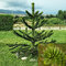 Araukária andská 20/30 cm, v črepníku Araucaria araucana