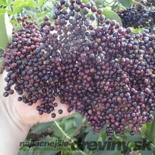 Arónia štepená stromčeková na kmienku 100/120 cm, 3 ročná /bohatá úrodnosť/, v črepníku 5l Aronia Melanocarpa