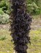 Baza čierna/Black Tower/ stĺpovitá, 30/40 cm, v črepníku 3 litre Sambucus nigra
