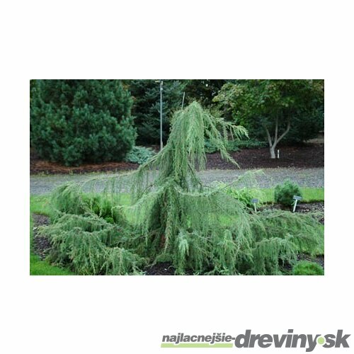 Borievka Hortsmann previsnutá 30/40 cm, v črepníku Juniperus communis Hortsmann pendula