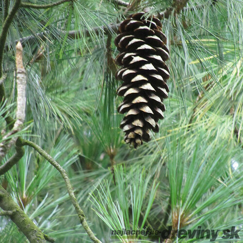 Borovica himalájska 20/50 cm, v črepníku Pinus Wallichiana