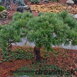 Borovica lesná Albyns (vzácny druh) 30/50 cm, v črepníku Pinus sylvestris Albyns