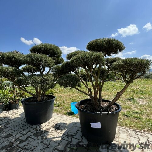 Borovica lesná Watereri (bonsaj ) 140/160 cm, v črepníku Pinus sylvestris Watereri