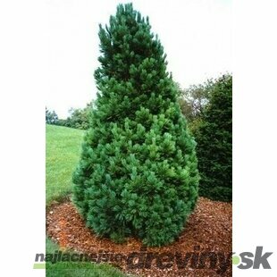 Borovica limbová, výška 130/160 cm, v črepníku 60l Pinus cembra