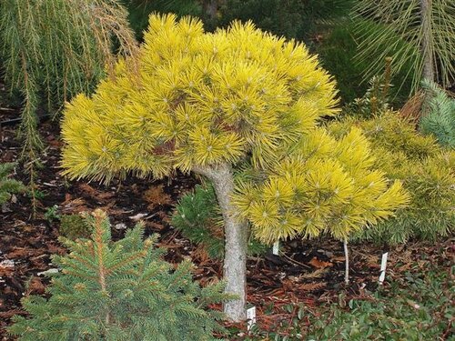 Borovica Mugo Wintergold na kmienku 60 cm, v črepníku Pinus mugo Wintergold