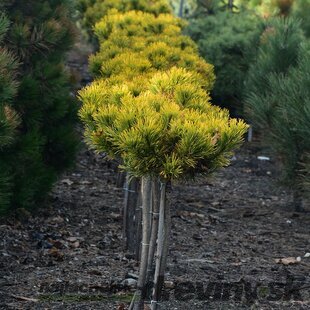 Borovica Mugo Wintergold na kmienku 80/100 cm, v črepníku 7,5l Pinus mugo Wintergold