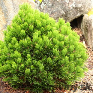 Borovica pancierová, výška 20/50 cm, v črepníku 2,5l Pinus leucodermis