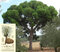 Borovica píniová na kmienku 120/140 cm, obvod kmienka 12/14 cm, celková výška 160/200 cm, v črepníku Pinus pinea