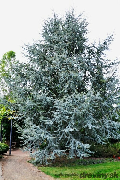 Céder Atlantský Glauca, výška 80/120 cm, v črepníku Cedrus atlantica Glauca