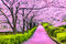 Čerešňa japonská Kiku Shidare (sakura) na kmienku 180/200, v črepníku Prunus serrulata Kiku Shidare Sakura