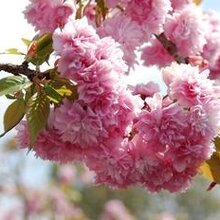 Čerešňa japonská Kiku Shidare (sakura) obvod 10/12 cm, výška 200/250 cm, v črepníku Prunus serrulata Kiku Shidare Sakura