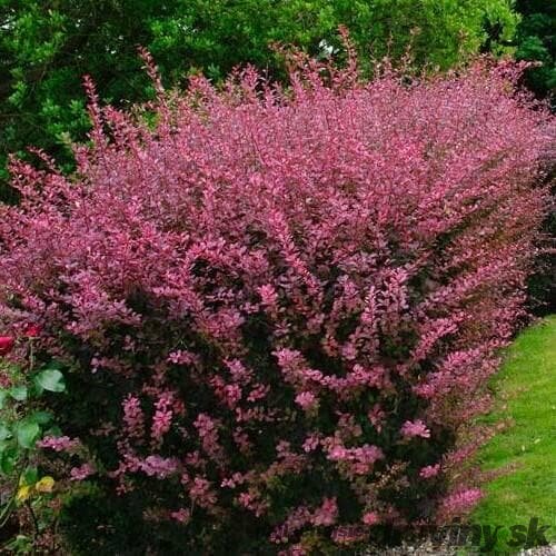 Dráč Thunbergov Pink Atraction 10/20 cm, v črepníku Berberis thunbergii Pink Atraction