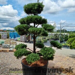 EXKLUZÍVNE! Borovica lesná Nórska, tvarovaný bonsai, 180/200 cm, v črepníku Pinus sylvestris Nordic