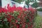 Fotínia aj na živý plot (červienka) Red Robin 40/50 cm, v črepníku 2l Photinia fraseri red robin