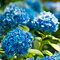 Hortenzia kalinolistá Nikko Blue, v črepníku Hydrangea macrophylla Nikko Blue