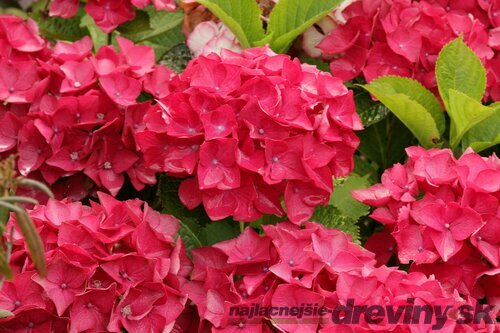 Hortenzia kalinolistá Red Baron, v črepníku Hydrangea macrophylla Red Baron