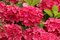 Hortenzia kalinolistá Red Baron, v črepníku Hydrangea macrophylla Red Baron
