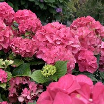 Hortenzia kalinolistá´Sibilla´, výška 80/100 cm, v črepníku 10l Hydrangea macrophylla Sibilla