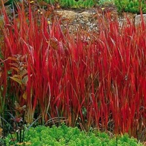 Imperata cylindrica Red Baron (Červený Barón) 30/40 cm, v črepníku 2l Imperata cylindrica Red Baron