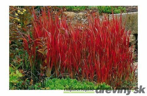 Imperata cylindrica Red Baron (Červený Barón) v črepníku Imperata cylindrica Red Baron