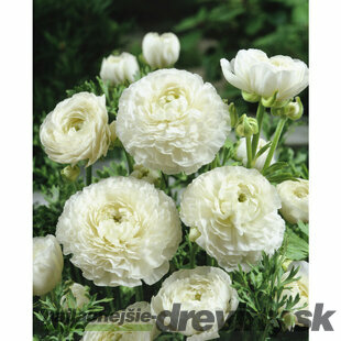 Iskerník biely, 10ks v balení RANUNCULUS WHITE