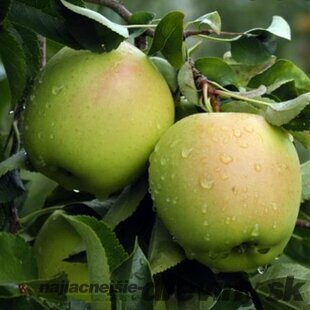 Jabloň Red delicious výška 200/250 cm obvod 8/10 cm, už rodiaca v črepníku, podpník M26 Malus red delicious