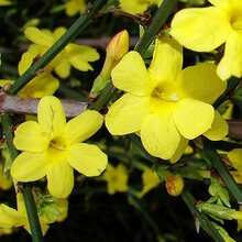 Jasmín žltý Liana 60/80 cm, v črepníku Jasminum nudiflorum