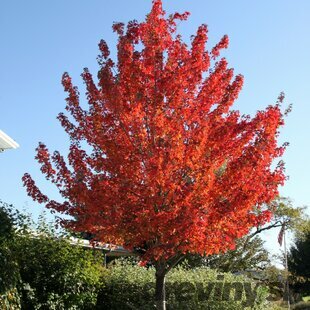 Javor červený, výška 125/150 cm, v črepníku Acer Rubrum