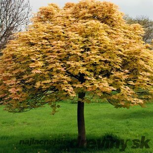 Javor horský Brilliantissimum na kmienku 220/250 cm, v črepníku Acer pseudoplatanus Brilliantissimum