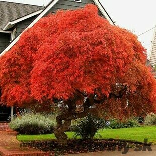 Javor japonský Atropurpureum, výška 90/110 cm, v črepníku Acer palmatum Atropurpureum