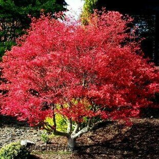 Javor japonský Beni Maiko 20/40 cm, v črepníku Acer Palmatum Beni Maiko