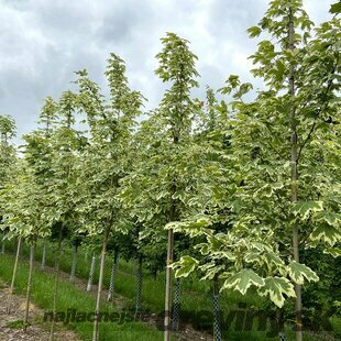 Javor mliečny Drummondii, na kmienku 160/180 cm, v črepníku Acer platanoides ´Drummondi