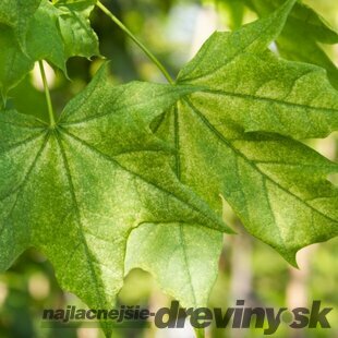 Javor mliečny ‘Maculatum‘, výška 180/200 cm, v črepníku 10l Acer platanoides ‘Maculatum‘