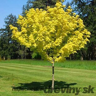 Javor mliečny Princeton Gold, 200/250 cm Acer platanoides Princeton Gold