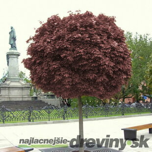 Javor mliečny Purple Globe na kmienku 200/220 cm, v črepníku Acer platanoides Purple Globe