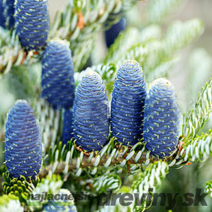 Jedľa kórejská Silberlocke, v črepníku 20/30 cm Abies koreana Silberlocke