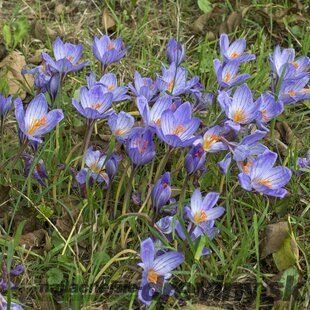 Krókus ‘Speciosus‘, výška 15/+ cm, v črepníku 1l CROCUS SPECIOSUS