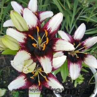 Ľália Asiatic čierno-biela, obvod cibuľky 16/18 cm, 2 ks v balení LILIUM ASIATIC BLACK-WHITE