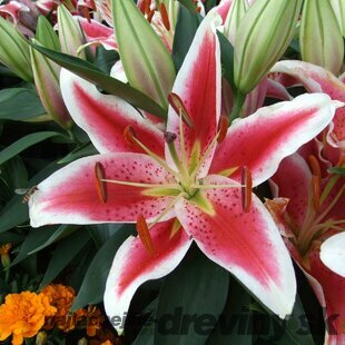 Ľália Oriental červeno-biela, obvod cibuľky 16/18 cm, 2 ks v balení Lilium oriental Red-White