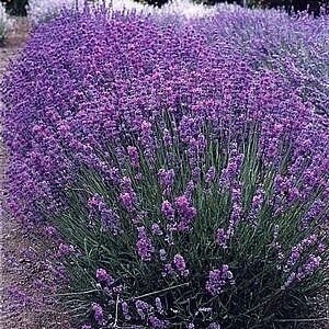 Levanduľa úzkolistá Hidcote Blue, v črepníku Lavandula angustifolia Hidcote Blue