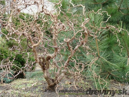 Lieska Obyčajná Pokrútená Contorta, výška 60/80 cm, v črepníku 5l Corylus avellana Contorta