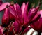 Magnólia Susan veľkokvetá, 150/160 cm, v črepníku Magnolia Susan
